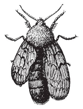 Bu resim kimin kanadı gelişmekte olan, vintage çizgi çizme veya oyma illüstrasyon vardır güve temsil eder..