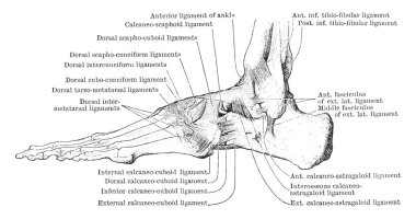Bu şekilde dış görünüş, ayak, kasları vintage çizgi çizme veya oyma illüstrasyon temsil eder..