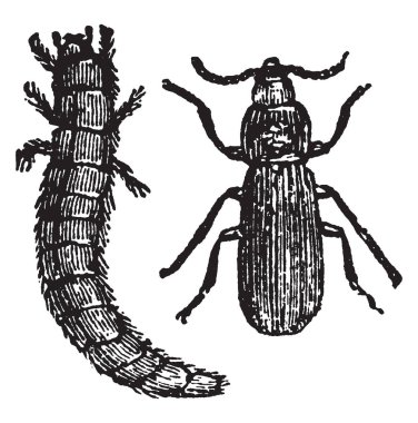 Un, vintage çizgi çizme veya oyma illüstrasyon yaşamak Tenebrio Molitor.