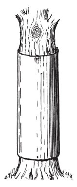 Kediler ve tırmanma ağaç, vintage çizgi çizme veya illüstrasyon oyma sincap önlemek için bir ağacın gövde etrafında çinko bantları.
