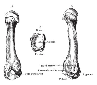 Bu örnek dördüncü Metatarsal, vintage çizgi çizme veya oyma illüstrasyon temsil eder.