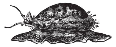 Bu kabuklar yaşıyor Cypraea Dicle uzun, vintage çizgi çizme mi oyma illüstrasyon.