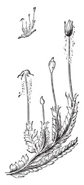 Phagiochila bir resim. Bu bir büyük, yaygın ve yaygın liverworts, vintage çizgi çizme veya oyma illüstrasyon cinsidir.