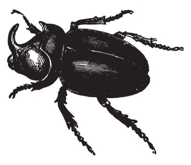 Yaygın bir örnek bir inç uzun, vintage çizgi çizme veya oyma illüstrasyon hakkında erkek Oryctes Nasicornis.