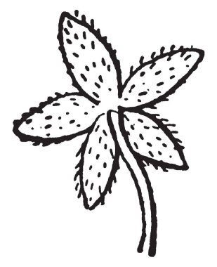 Bu başını sallayarak Chickweed bir görüntüdür. Membranöz kenar boşlukları ve kısa tüylü, vintage çizgi çizme veya oyma illüstrasyon şeklinde Lanceolate sepals vardır.