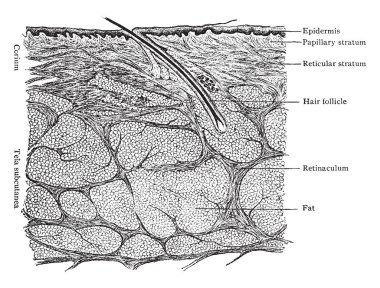 Bu resimde bölümü cilt gösteren şef katmanları, vintage çizgi çizme veya oyma illüstrasyon temsil eder..