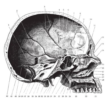 Bu illüstrasyon kafatası Seen yana gelen, vintage çizgi çizme veya oyma illüstrasyon temsil eder..
