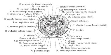 Styloid işlemi boyunca bölümüne doğru RADIUS, vintage çizgi çizme veya oyma illüstrasyon.