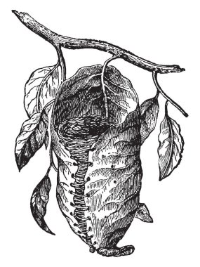 Terzi kuş yuvası bir büyük yaprak, vintage çizgi çizme veya oyma illüstrasyon içine yerleştirilir.