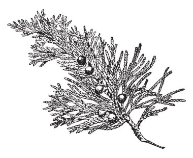 A Juniper branch with multiple fruits like berries on it, vintage line drawing or engraving illustration. clipart