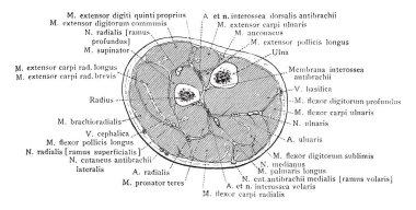Bölümü üst üçüncü üzerinden sağ önkol, vintage çizgi çizme veya oyma illüstrasyon.