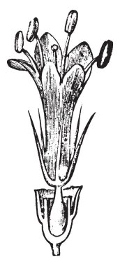 Bir resim Ray-floret, Scabious alan, olarak da bilinen Knautia Arvensis gösteriyor. Çok yıllık bitki, vintage çizgi çizme veya oyma illüstrasyon olduğunu.