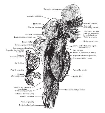 Sagittal beyin sapı Uçak bölümünün orta hat, vintage çizgi çizme veya oyma illüstrasyon için biraz yanal bölümüdür.