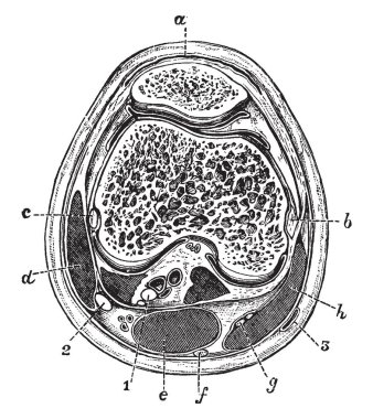 Bu resimde diz eklem, vintage çizgi çizme veya oyma illüstrasyon enine bölümünü temsil eder..