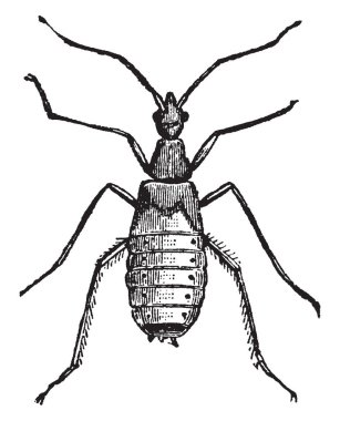Bu resim Pupa, Reduvious Personatus yalanlarım toz pelerin, vintage çizgi çizme veya oyma illüstrasyon temsil eder.