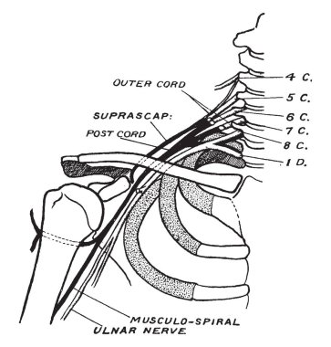Bu resimde sinirler omuz, vintage çizgi çizme veya oyma illüstrasyon temsil eder..