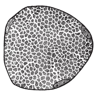 Bu resimde bir kas lif, vintage çizgi çizme veya oyma illüstrasyon temsil eder..