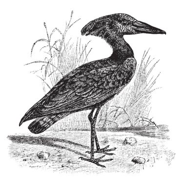 Hammerkop familyasından kret ve Gaga, vintage çizgi çizme veya oyma illüstrasyon şeklinde adlı Scopidae aile bir yürüyen kuş.