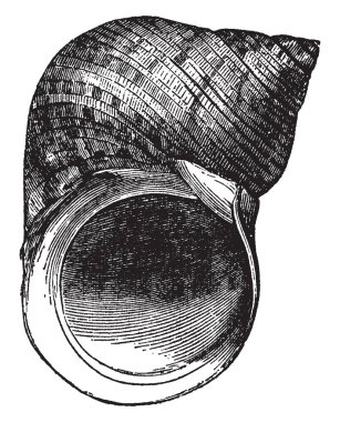 Turbo Imperialis dış ve zekice nacred içinde vintage çizgi çizme veya oyma illüstrasyon yeşildir.