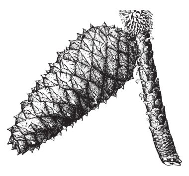 Güney bize çam ağacı, çizim veya şekil oyma vintage çizgi doğal boyutu konisi.