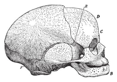 Bu resimde yan görünüm, Fetal kafatası, vintage çizgi çizme veya oyma illüstrasyon temsil eder..
