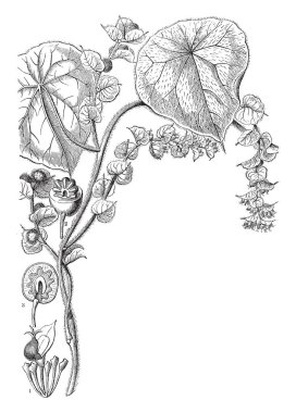 Resim Cissampelos fabrikasıdır. Sarmaşık türüdür. Triangularly orbicular, küçük yaprakları vardır ve bazıları boyutu büyük. Ayrıca bu meyve bölümü gösteriyor. Çiçekler küçük boyutu, vintage çizgi çizme veya oyma illüstrasyon.