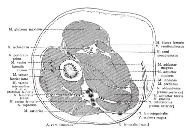 Sağ uyluk, vintage çizgi çizme veya oyma illüstrasyon aracılığıyla üst üçüncü bölüm.