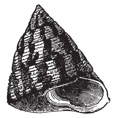 Trochus Virgatus bir deniz salyangoz ve Tegulidae, vintage çizgi çizme veya oyma illüstrasyon ailesindeki bir deniz gastropod yumuşakça türüdür.
