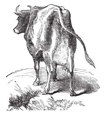 Düve buzağı, vintage çizgi çizme veya oyma illüstrasyon kaynaklı değil genç bir kadın inek mi.