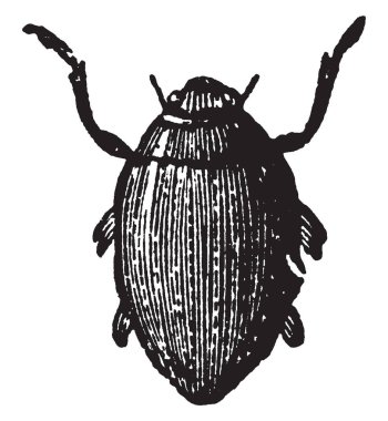 Gyrinus Natator var dört göz, vintage çizgi çizme veya oyma illüstrasyon.