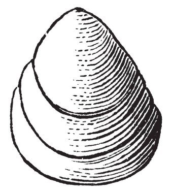 Lingula Prima Brachiopoda, vintage çizgi çizme sınıfının altındaki ait veya illüstrasyon oyma küçük bir kabuklu deniz hayvanı kabuğu olduğunu.