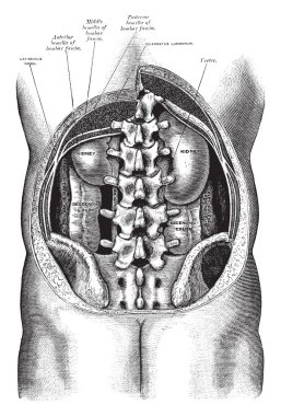 Bu resimde gövde gösterilen organları, sindirim, vintage çizgi çizme veya oyma illüstrasyon temsil eder..