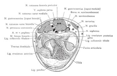 Bu resimde kesit ile diz eklem, vintage çizgi çizme veya oyma illüstrasyon temsil eder.