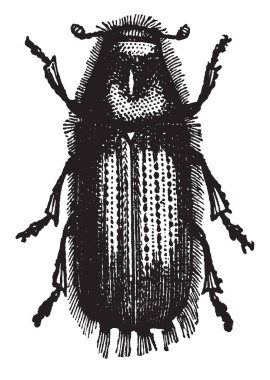 Weevil Avrupa, vintage çizgi çizme ve gravür illüstrasyon için yerel bir tür olan Hylesinus Piniperda.