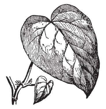 Hedera colchica yakınındaki yerli olan Ivy ve Orta Doğu bir türdür. Sürünen ve sapları tırmanma beş loblu Juvenil yaprakları ve verimli çiçekli kaynaklanıyor, vintage çizgi çizme veya oyma illüstrasyon unlobed yaprakları yaprakları vardır.
