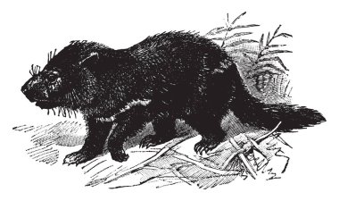 Tazmanya etobur keseli yerel Tazmanya, vintage çizgi çizme veya oyma illüstrasyon bir.