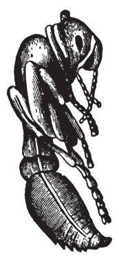 Pupa bazı günler için kırmızı karınca besleme ve yürüyüş, vintage çizgi çizme veya oyma illüstrasyon için yardım.