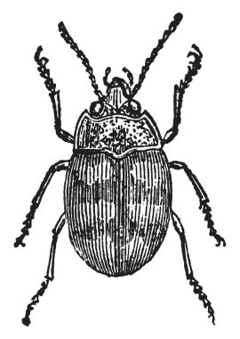 Omophron Libatum çevreleyen, nehirler, vintage çizgi çizme veya illüstrasyon oyma kuma canlı.