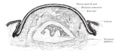 Bu resimde bir çivi, vintage çizgi çizme veya oyma illüstrasyon enine bölümünü temsil eder.