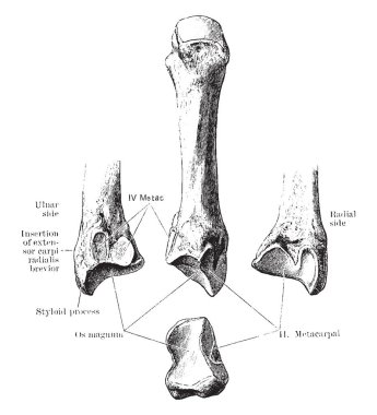Bu resimde üçüncü metakarpal kemik, vintage çizgi çizme veya oyma illüstrasyon temsil eder..