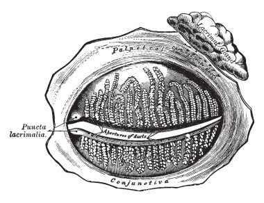 Bu örnekte göz kapağı, vintage çizgi çizme veya oyma illüstrasyon iç yüzeyine temsil eder..