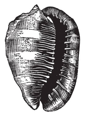 Bu resimde Cassis Rula, vintage çizgi çizme veya oyma illüstrasyon temsil eder..
