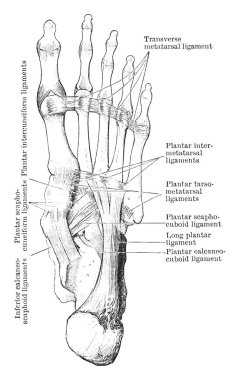 Bu resimde Plantar boy, ayak, kasları vintage çizgi çizme veya oyma illüstrasyon temsil eder..