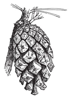 Bir resim olarak da bilinen Pinus Sylvestris, vintage çizgi çizme veya oyma resimde olan sarıçam, Carpellate koni.
