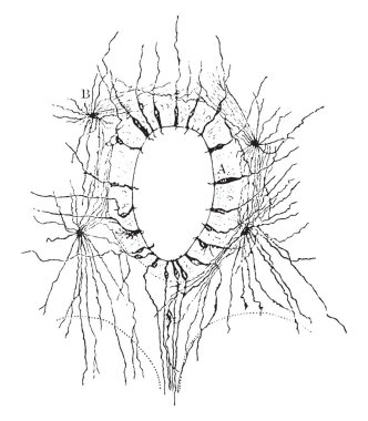 Bu resimde bölümü aracılığıyla omurilik gösterilen Neuroglial hücre, çizim için vintage veya oyma illüstrasyon temsil eder..