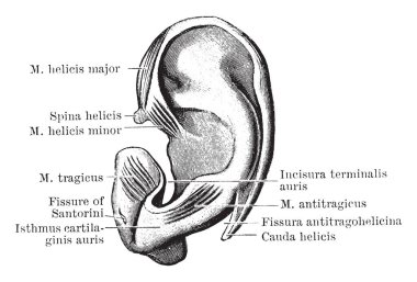 Bu şekilde dış yüzeyi, Pinna kıkırdak, vintage çizgi çizme veya oyma illüstrasyon temsil eder..