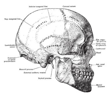 Bu resimde yan, vintage çizgi çizme veya oyma illüstrasyon kafatası gösterir.