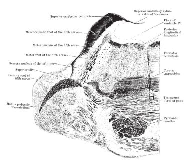 Bölüm aracılığıyla Pons Varolii orangoutang, vintage çizgi çizme veya oyma illüstrasyon trigeminal sinir çekirdekleri düzeyde.