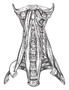 Bu resimde vertebra kaslar, vintage çizgi çizme veya oyma illüstrasyon temsil eder..