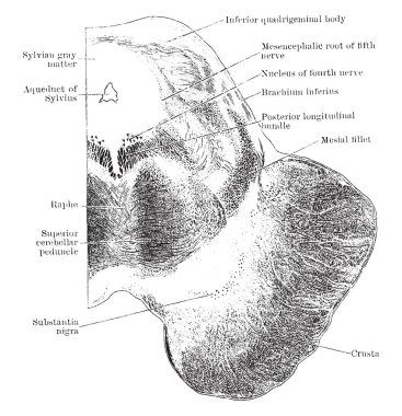 Enine bölümü aşağı quadrigeminal vücut, vintage çizgi çizme veya oyma illüstrasyon düzeyde mesencephalon üzerinden.